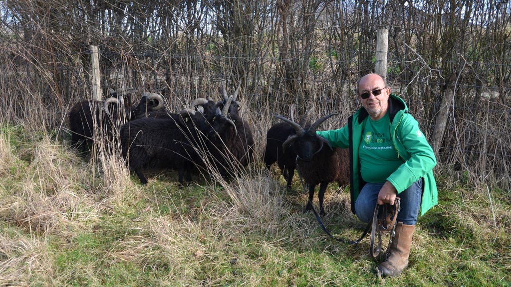 Medewerker van de organisatie Greensheep bij drie grazende schapen